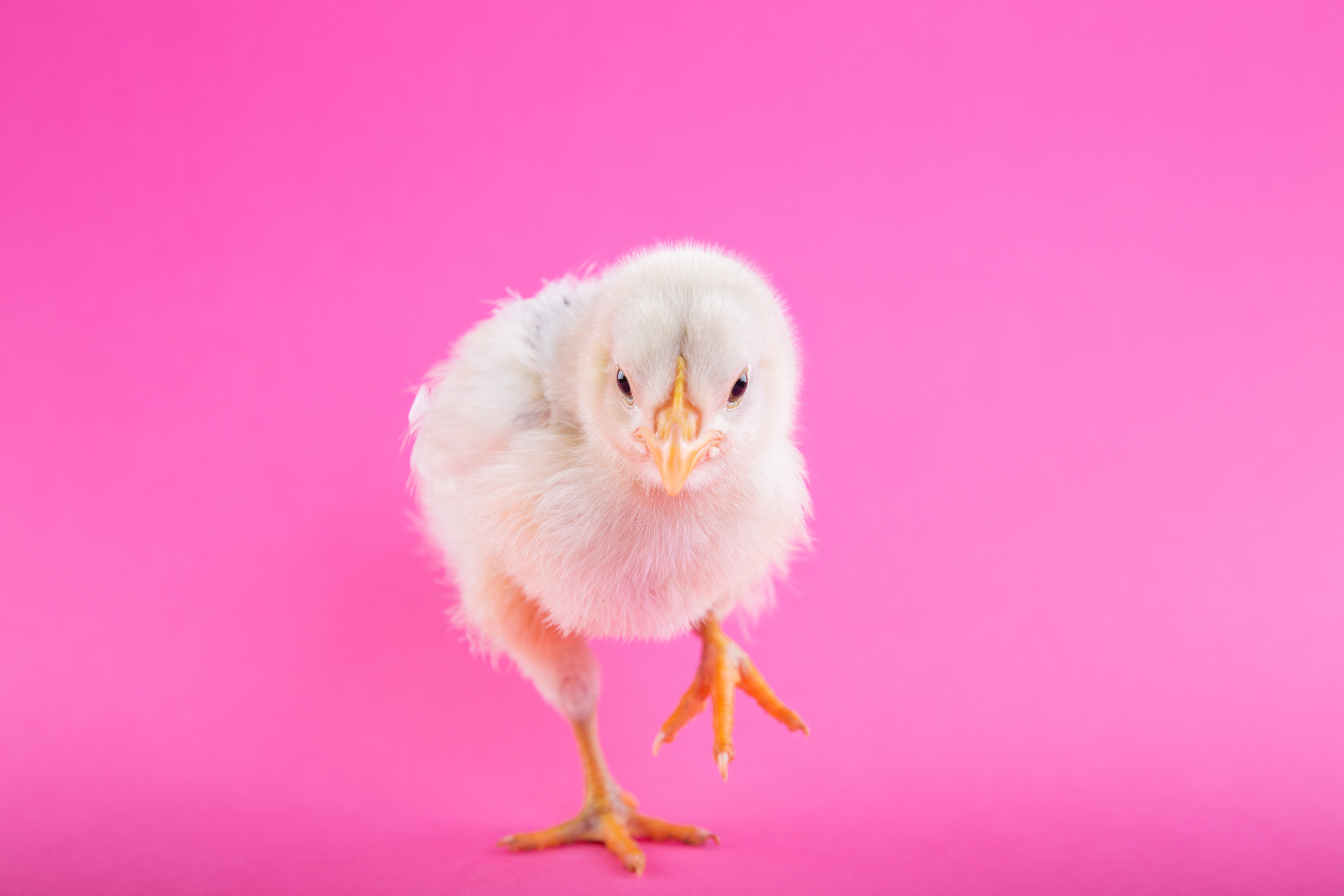 Baby chick running